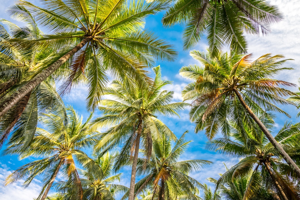 Palm Tree Trimming | Mana Home Services proudly serving the Oahu, Honolulu, & Kailua and surrounding areas
