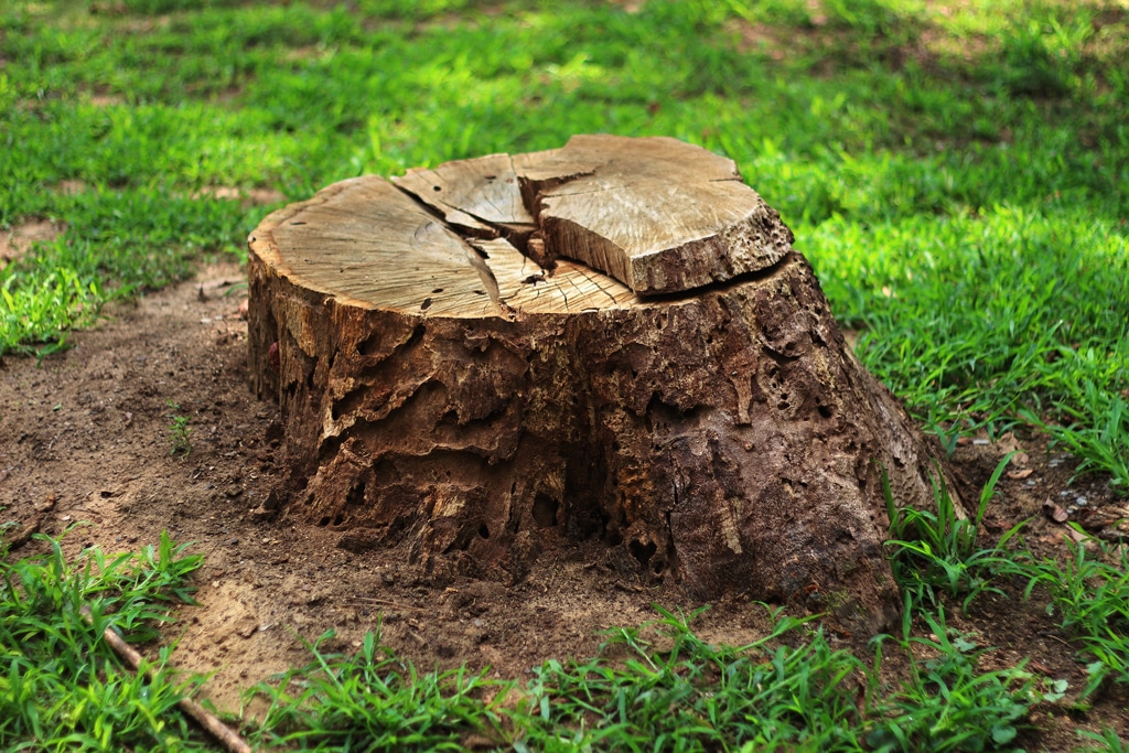 Stump Grinding