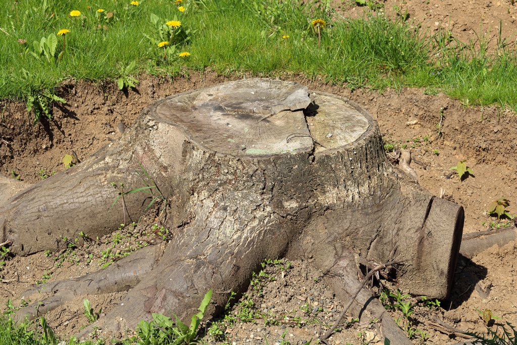 Stump Removal | Mana Home Services proudly serving the Oahu, Honolulu, & Kahala and surrounding areas