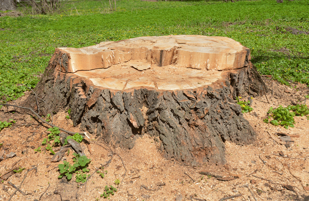 big tres stump surrounded by green grass stump grinding Waianae HI Honolulu HI