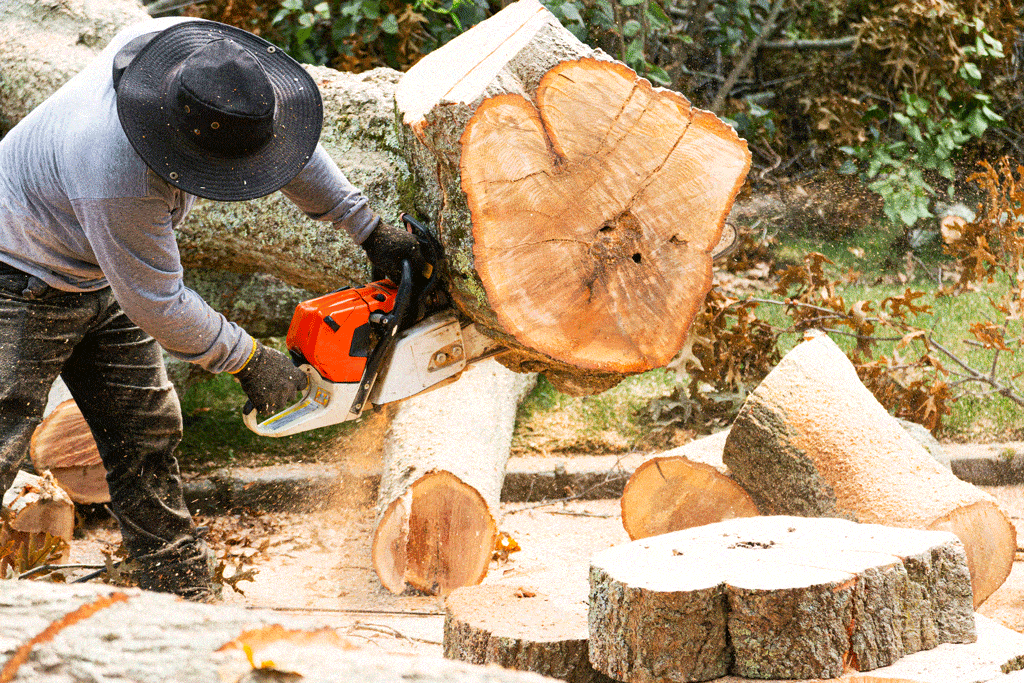 man cutting down big tree with chainsaw | stump grinding honalulu hi kailua hi 