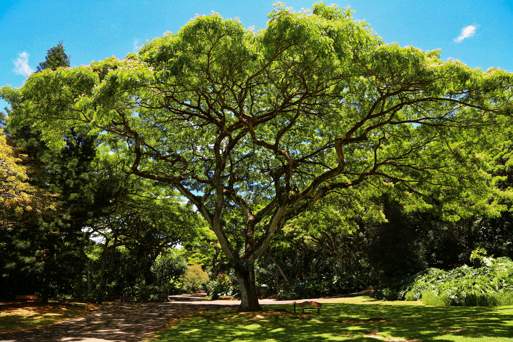 big beautiful tree in hawaii tree health consultation honalulu hi kailua hi 