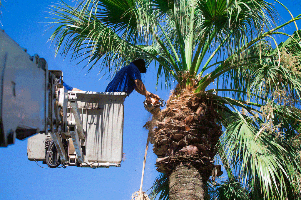 man trimming palm tree using crane palm tree trimming honalulu hi kailua hi 