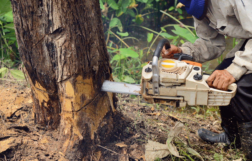 man using chain saw to cut down tree tree removal honalulu hi kailua hi 