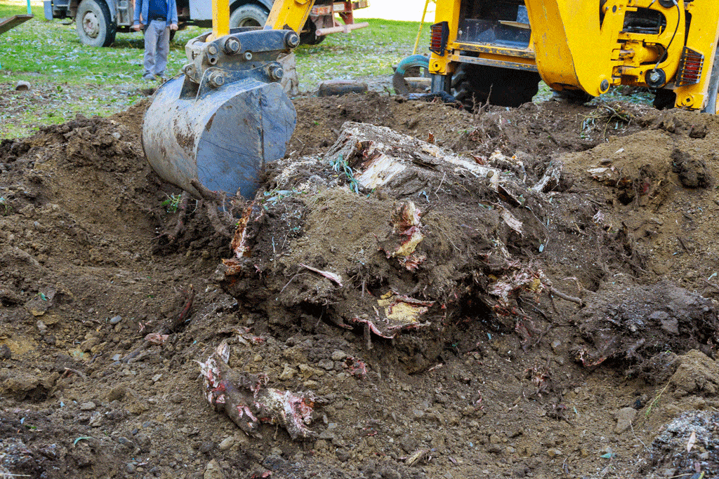 piece of equipment removing stump stump removal honalulu hi kailua hi 