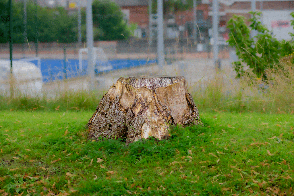 tree stump surrounded by green grass stump removal honalulu hi kailua hi 