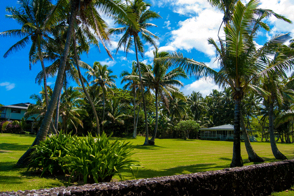 beautiful palm trees around house tree services Waimanalo Hi honalulu Hi