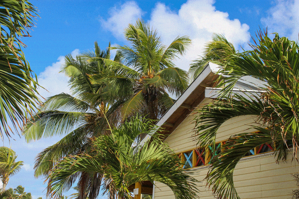 house in hawaii with palm trees all around in honalulu hi oahu hi tree services