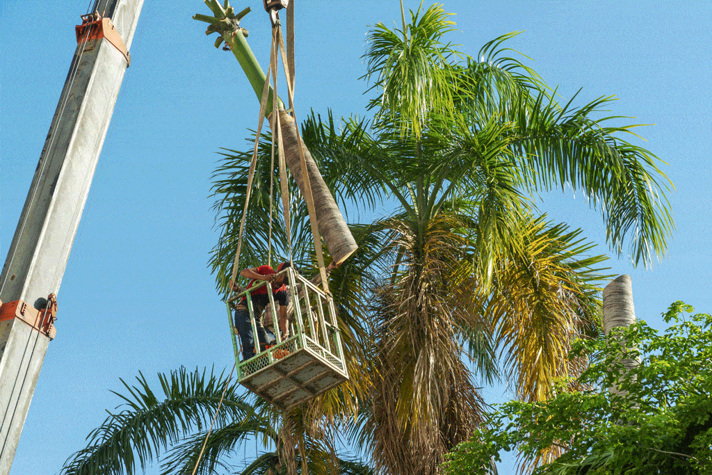 man using crane to remove part of a tree tree services oahu hi Waianae hi 