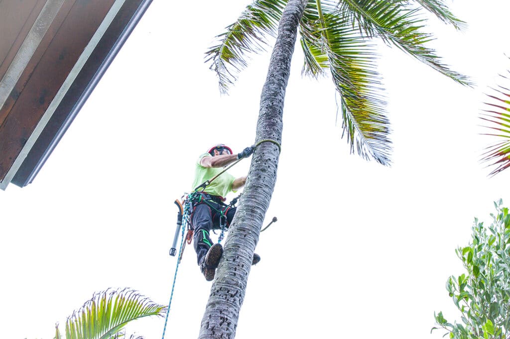 A tree service climber trimming a palm tree in Oahu