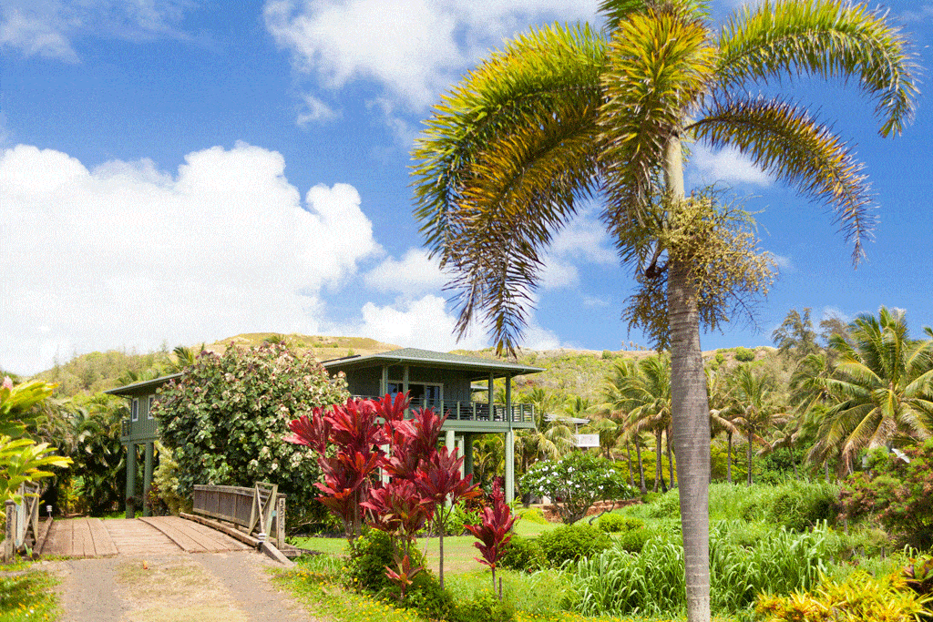 house with lots of different trees and palm trees palm tree trimming honalulu hi oahu hi 