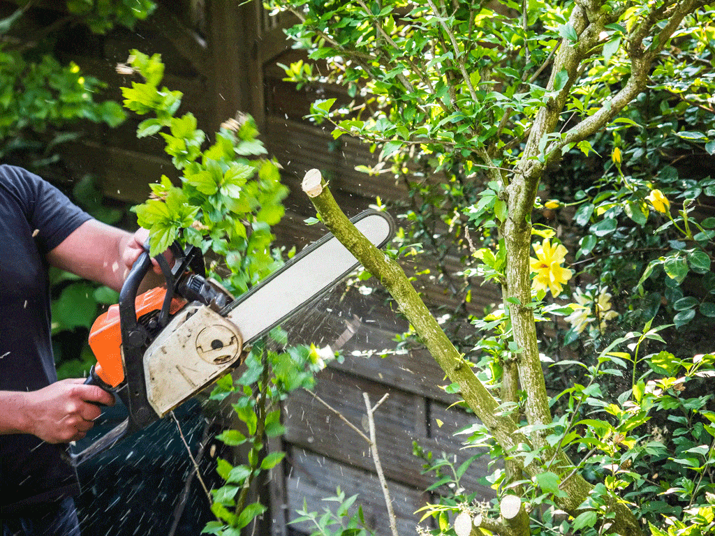 man using chain saw to cut tree branches tree trimming oahu hi honalulu hi 