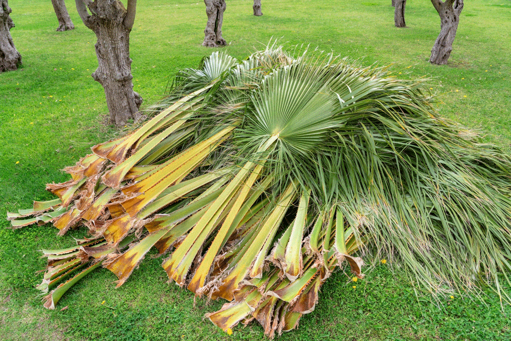 palm tree braches cut down and being stacked up palm tree trimming oahu hi honalulu hi 