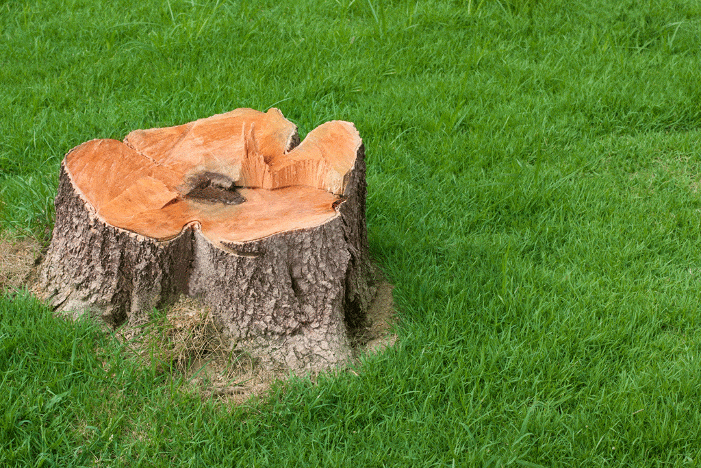 tree stump with extremely green grass around it tree trimming oahu hi honalulu hi 