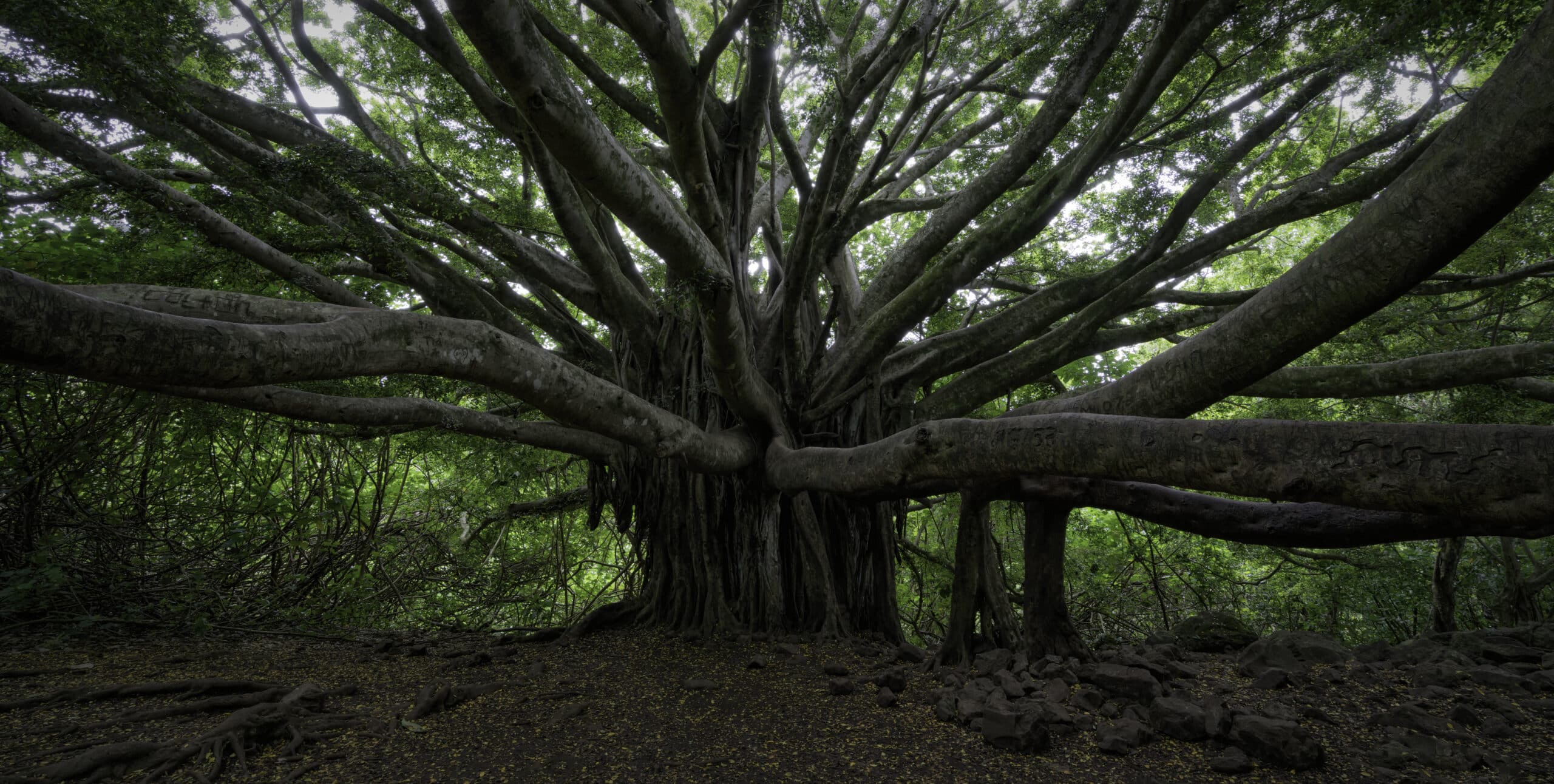 Banyan Tree (Ficus benghalensis) is non-native.