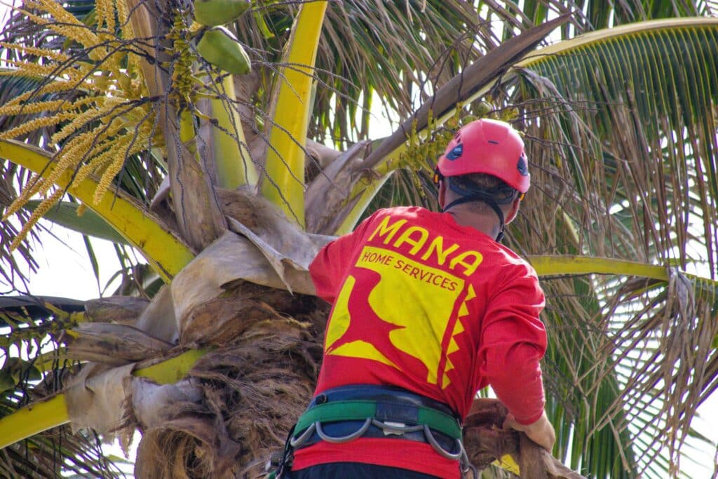 Certified arborists at Mana Home Services specialize in pruning palm trees and providing expert tree care.