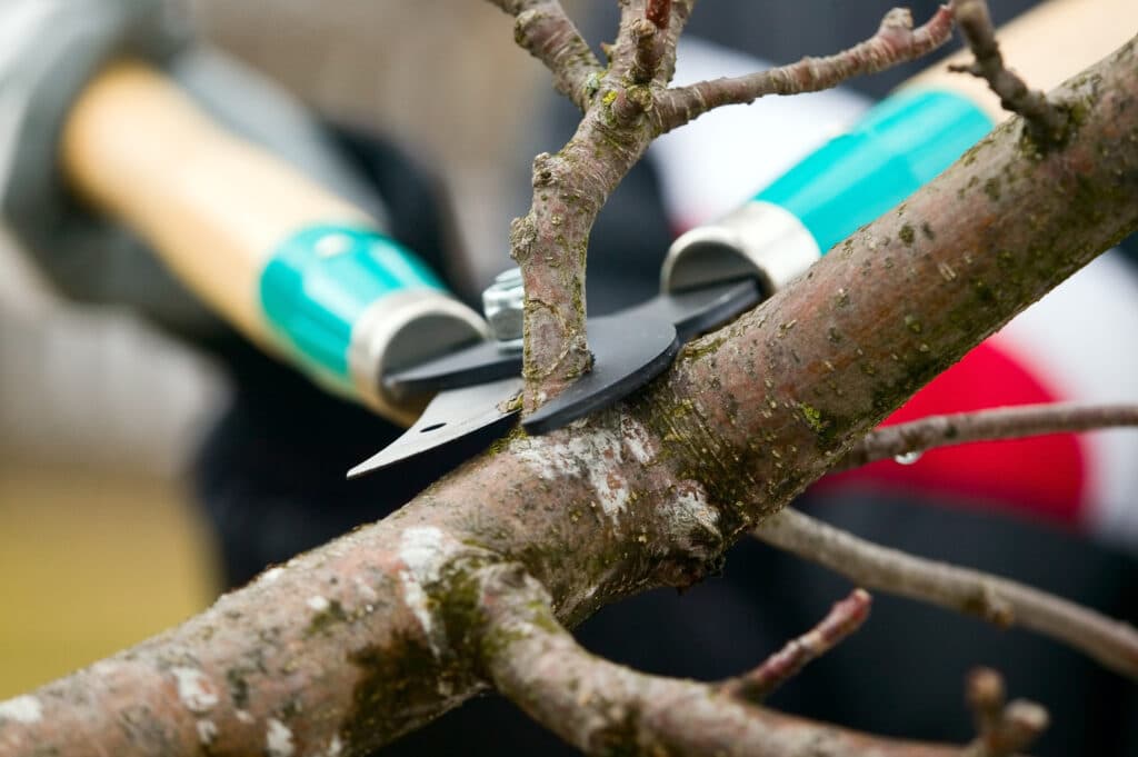 A man with gloves is trimming branches from a tree as part of Tree Health Consultation.
