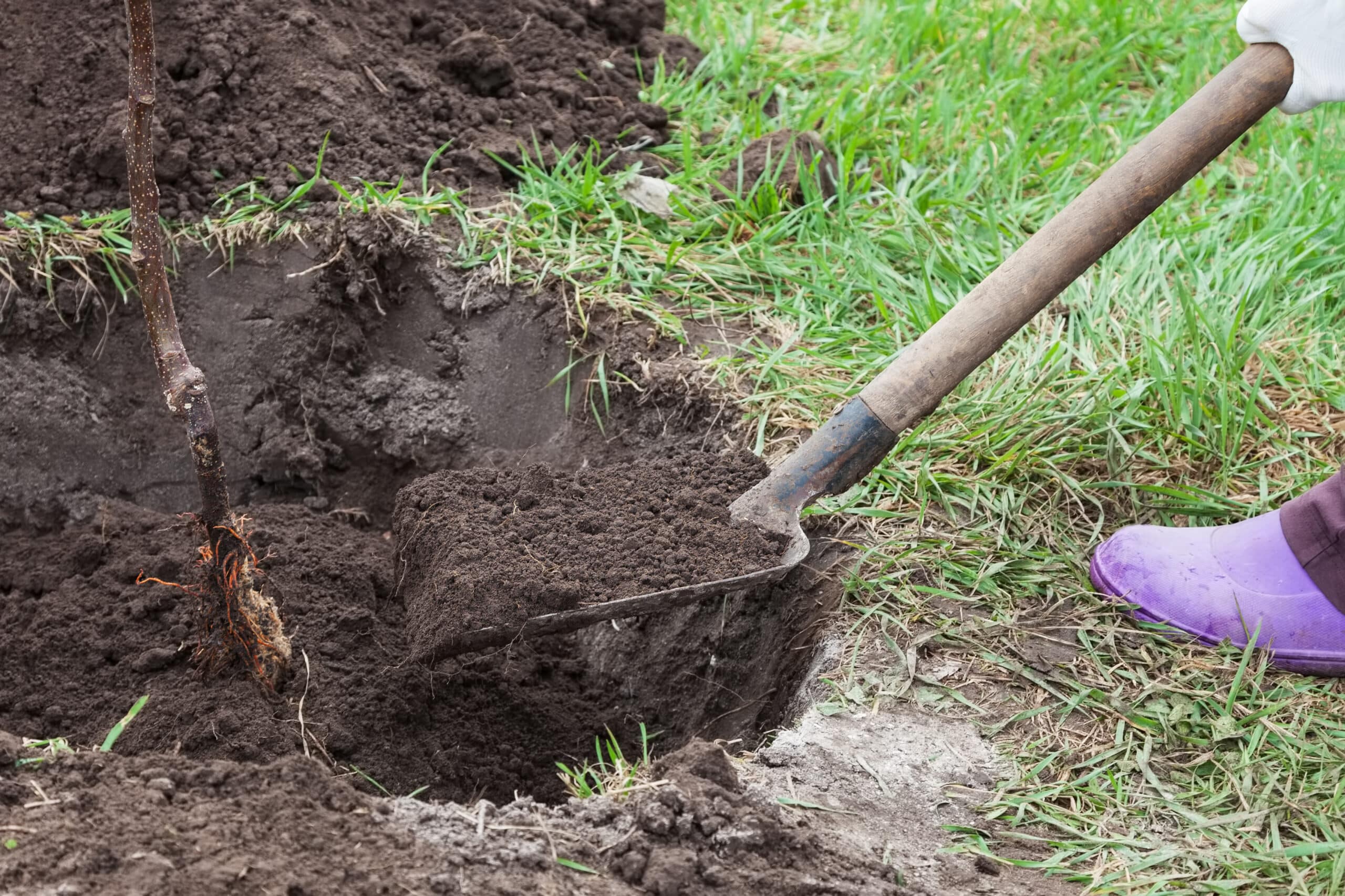 Tree Root Pruning.