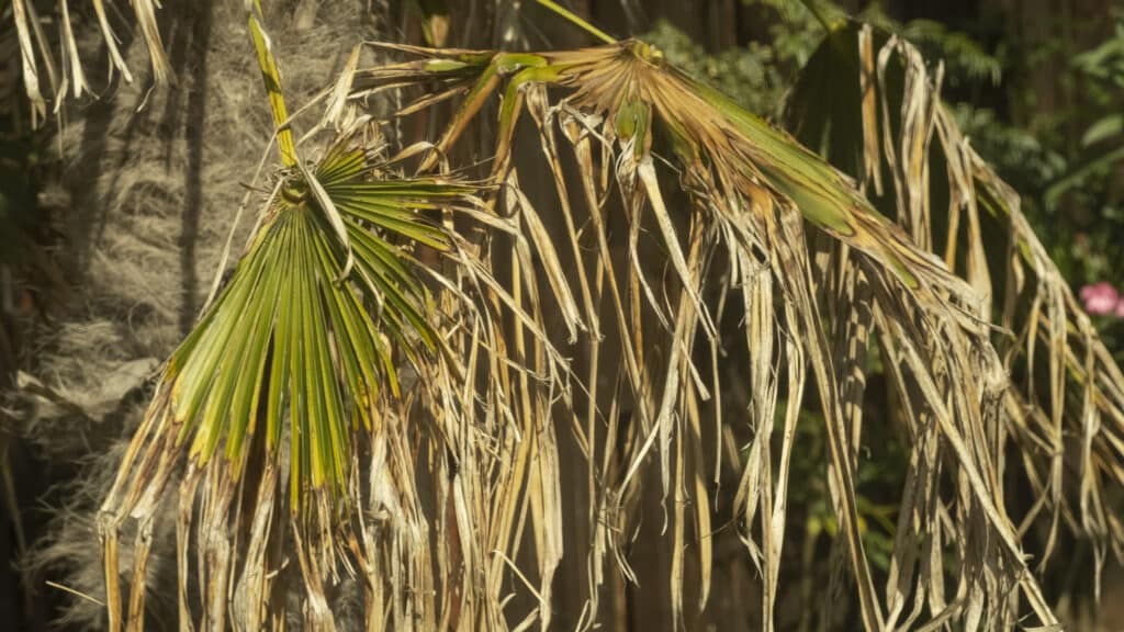 Palm Tree Diseases.