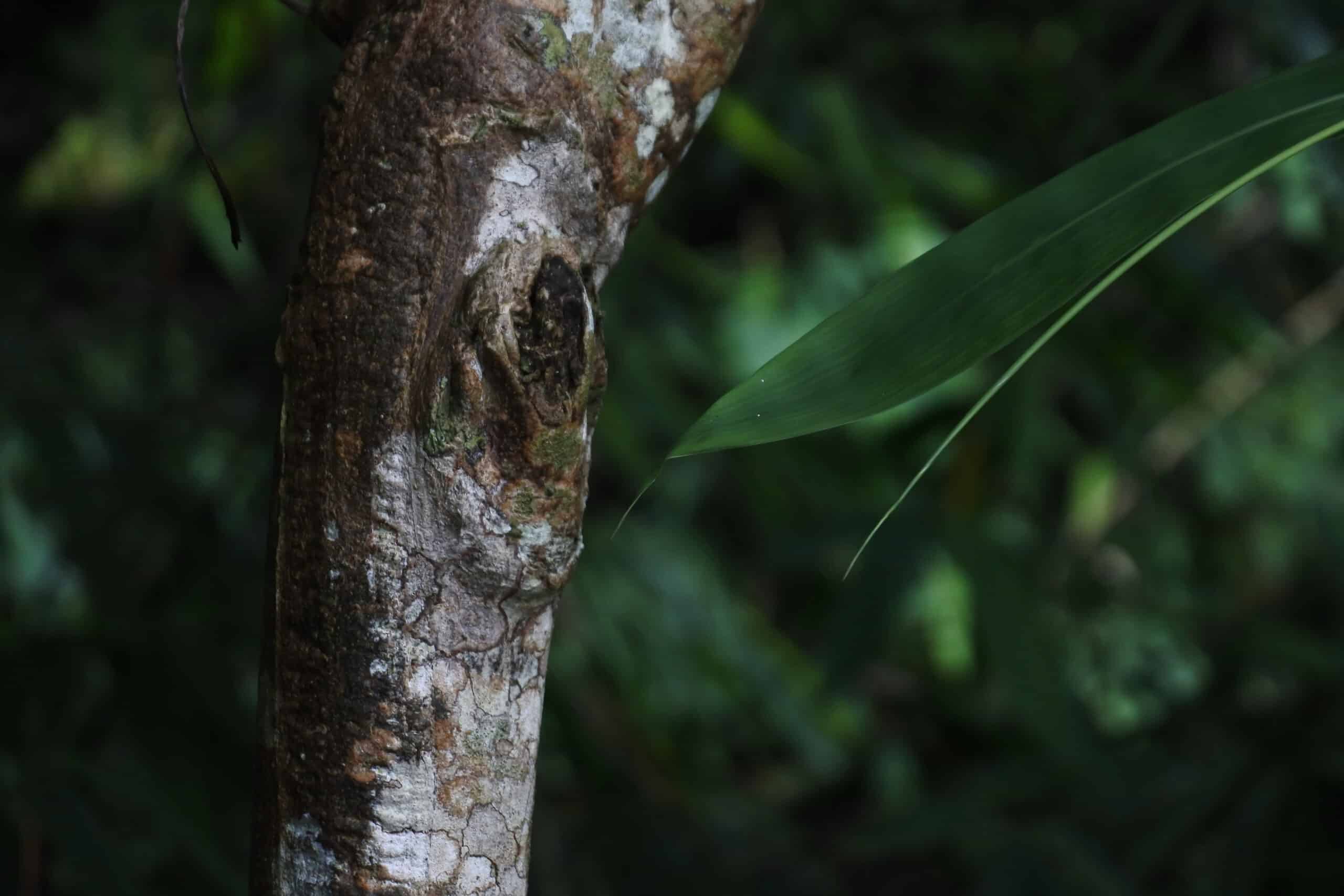 Tree Diseases.