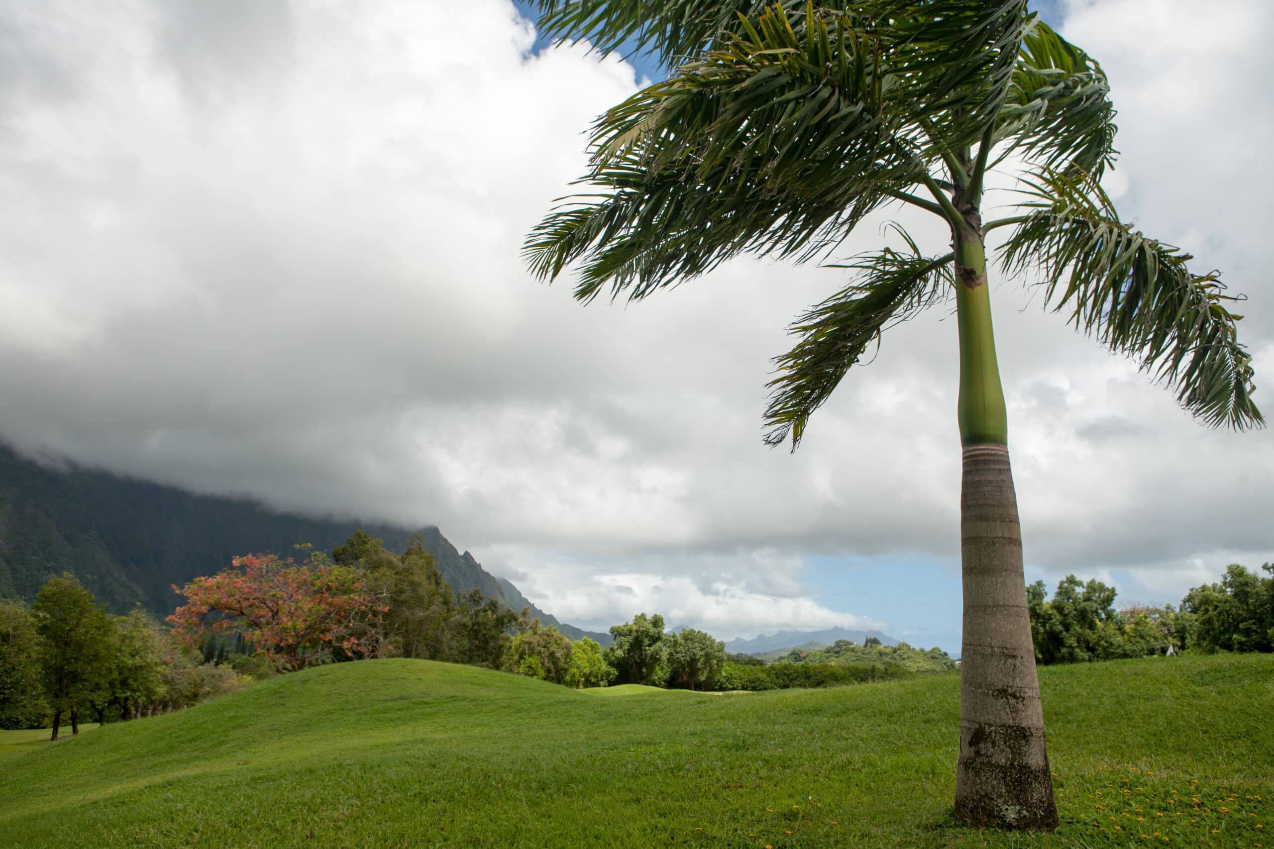 A palm trees in Honolulu experiencing tree stress due to climate.