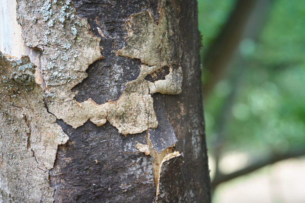 A dead sycamore maple exhibiting symptoms of sooty bark disease, requiring Tree Health Consultation with Mana Home Services