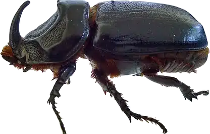 Coconut Rhinoceros Beetle