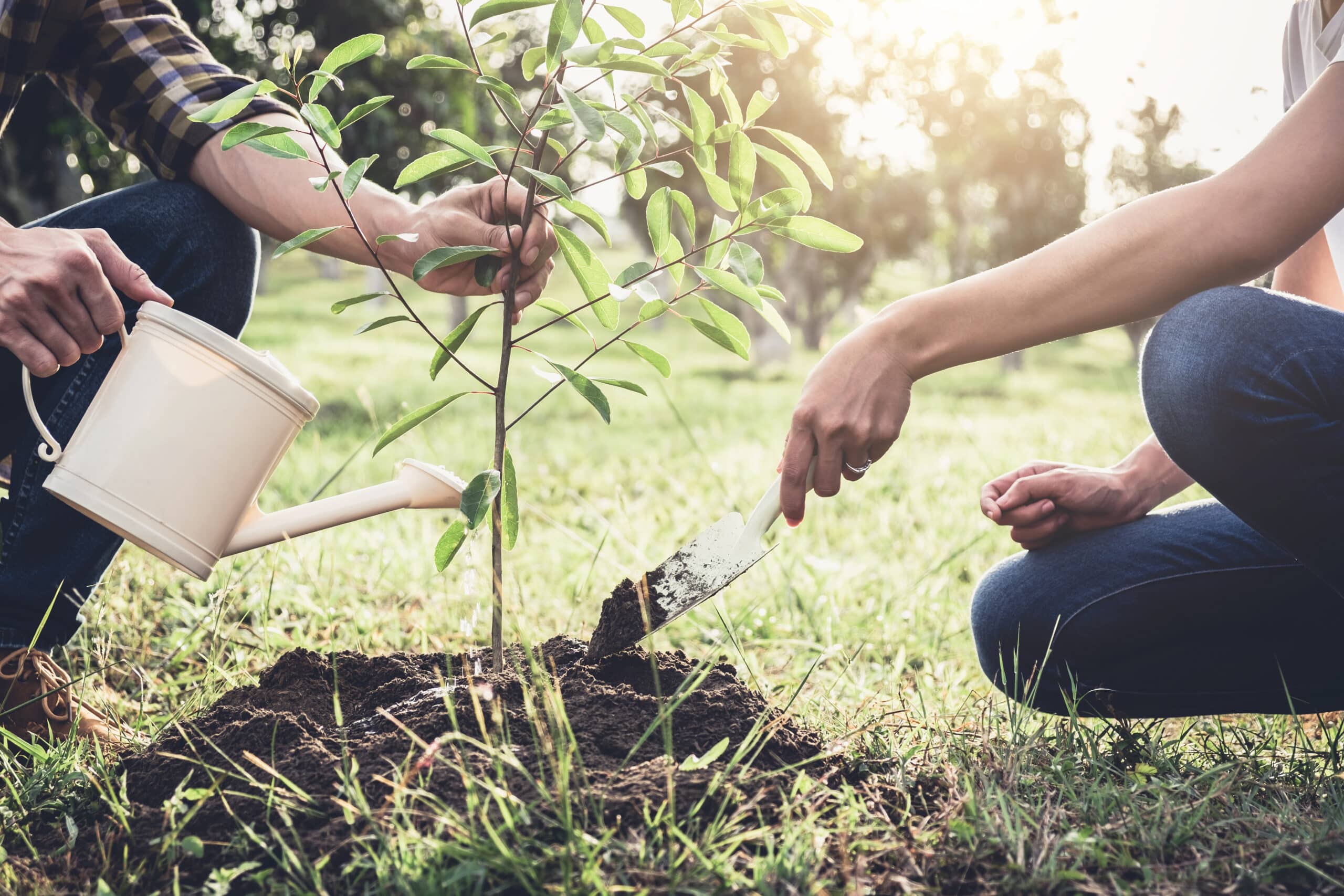 A couple engaged in tree planting and watering in their garden, embodying the concepts of saving the world, nature, environment, and ecology.