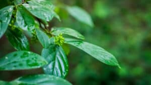 Hame - Antidesma platyphyllum