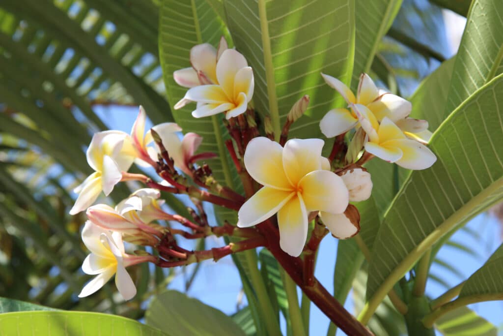 Beautiful white tropical plumeria, also known as frangipani, a Hawaiian tree species, blooming on a green branch with lush leaves on a hot summer day.