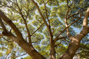 Koa tree (Acacia koa)