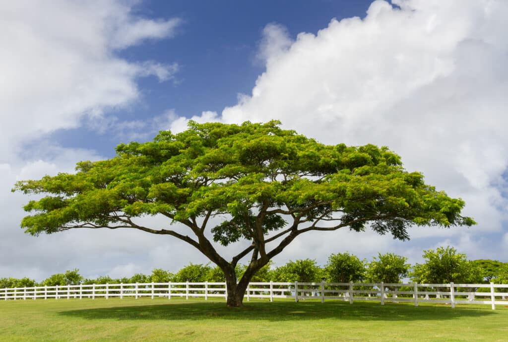 A green tree standing next to a white fence, emphasizing tree preservation.