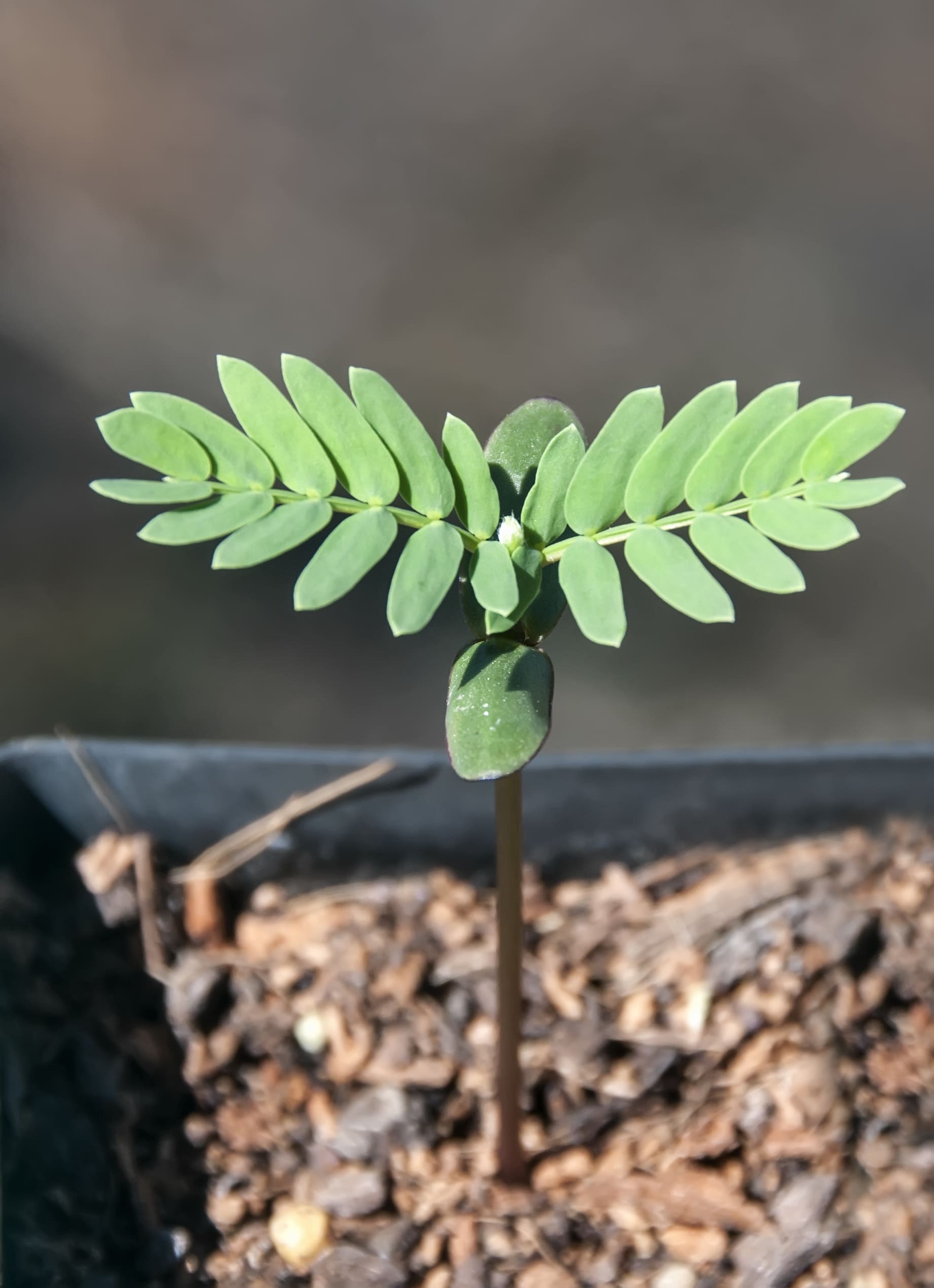 A newly germinated seedling of a Hawaiian koa tree (Acacia koa).