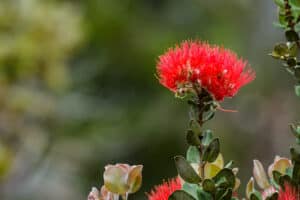 A red flower blooming on an ‘Ohia Lehua tree in Hawaii.