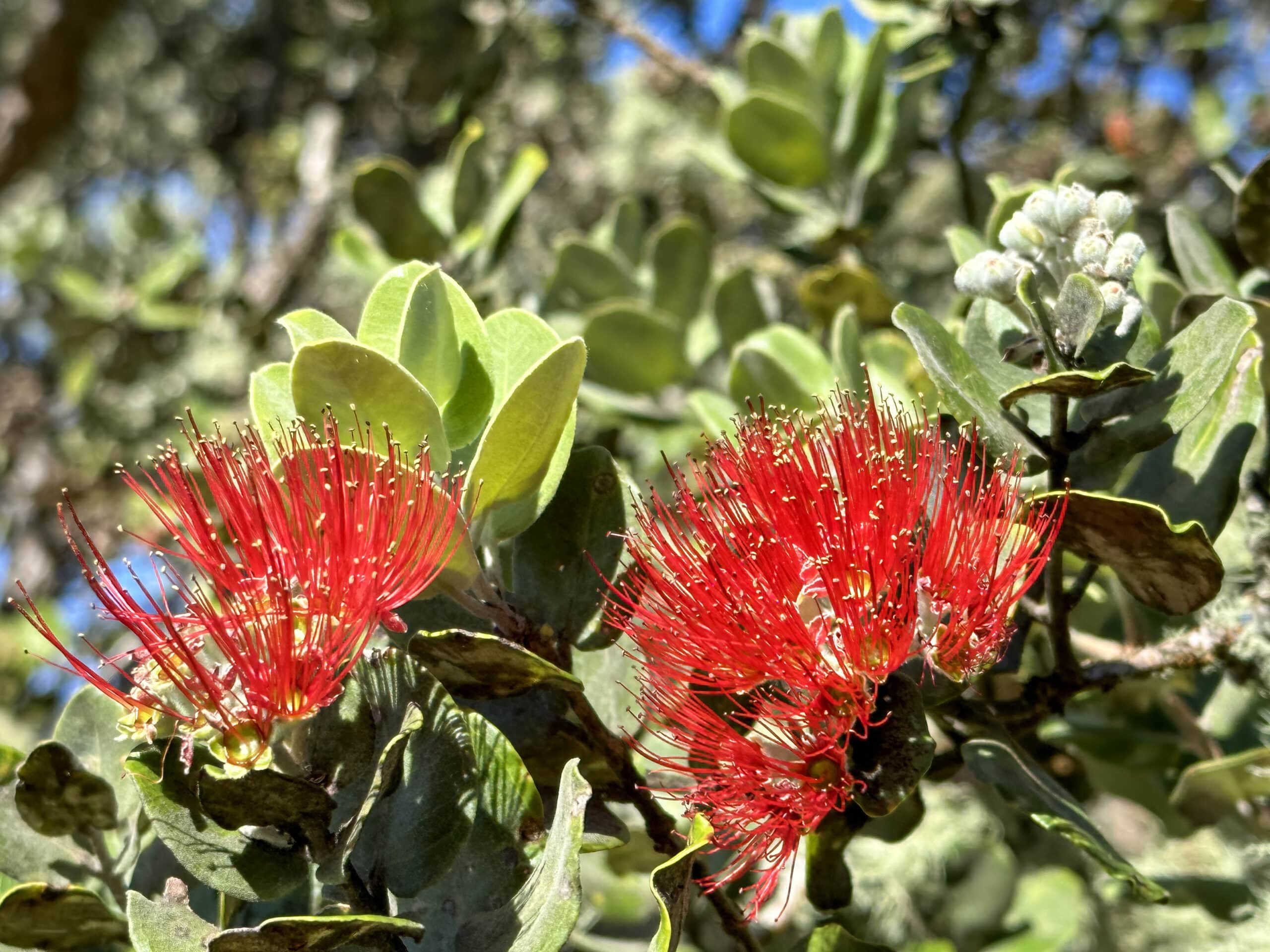 Close-up of flowers, buds, and leaves of the ʻōhiʻa lehua tree (Metrosideros polymorpha), native and endemic to the Hawaiian Islands, USA, highlighting its importance in tree preservation efforts.