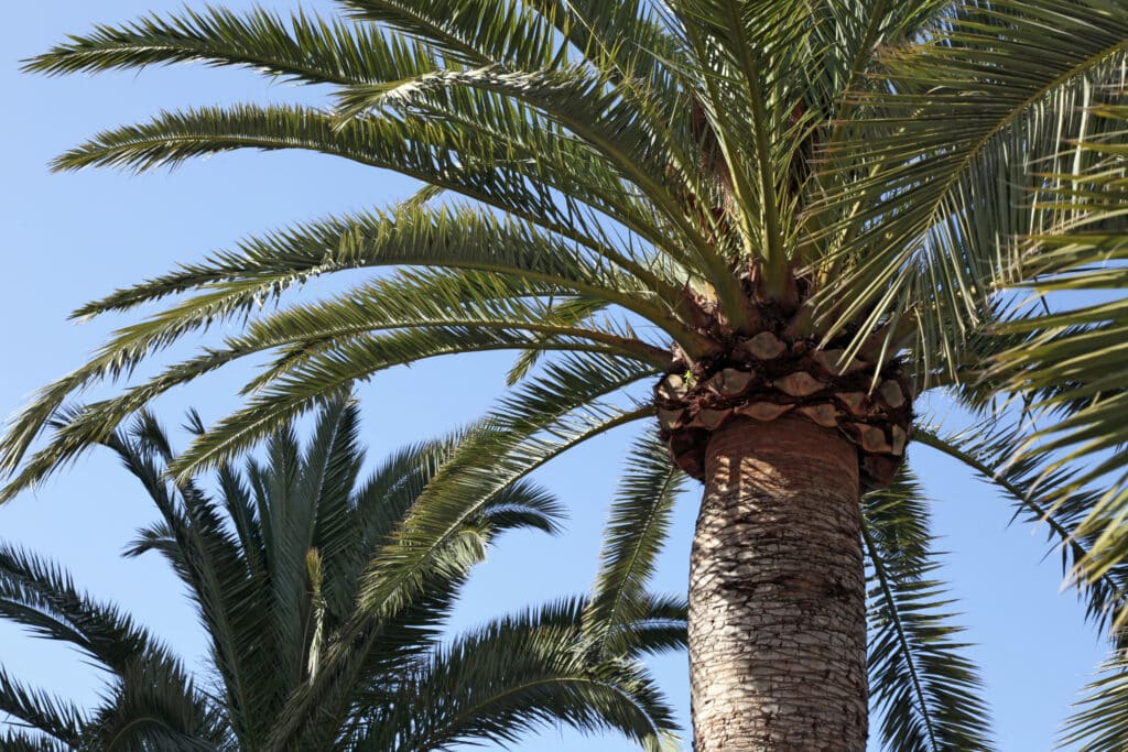 Detail of freshly trimmed palm trees by Mana Home Services in Oahu, Honolulu, Hawaii.