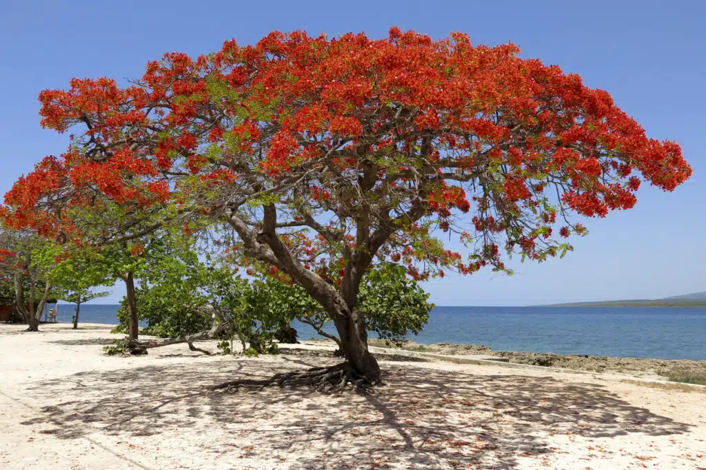 Royal Poinciana (Delonix regia)