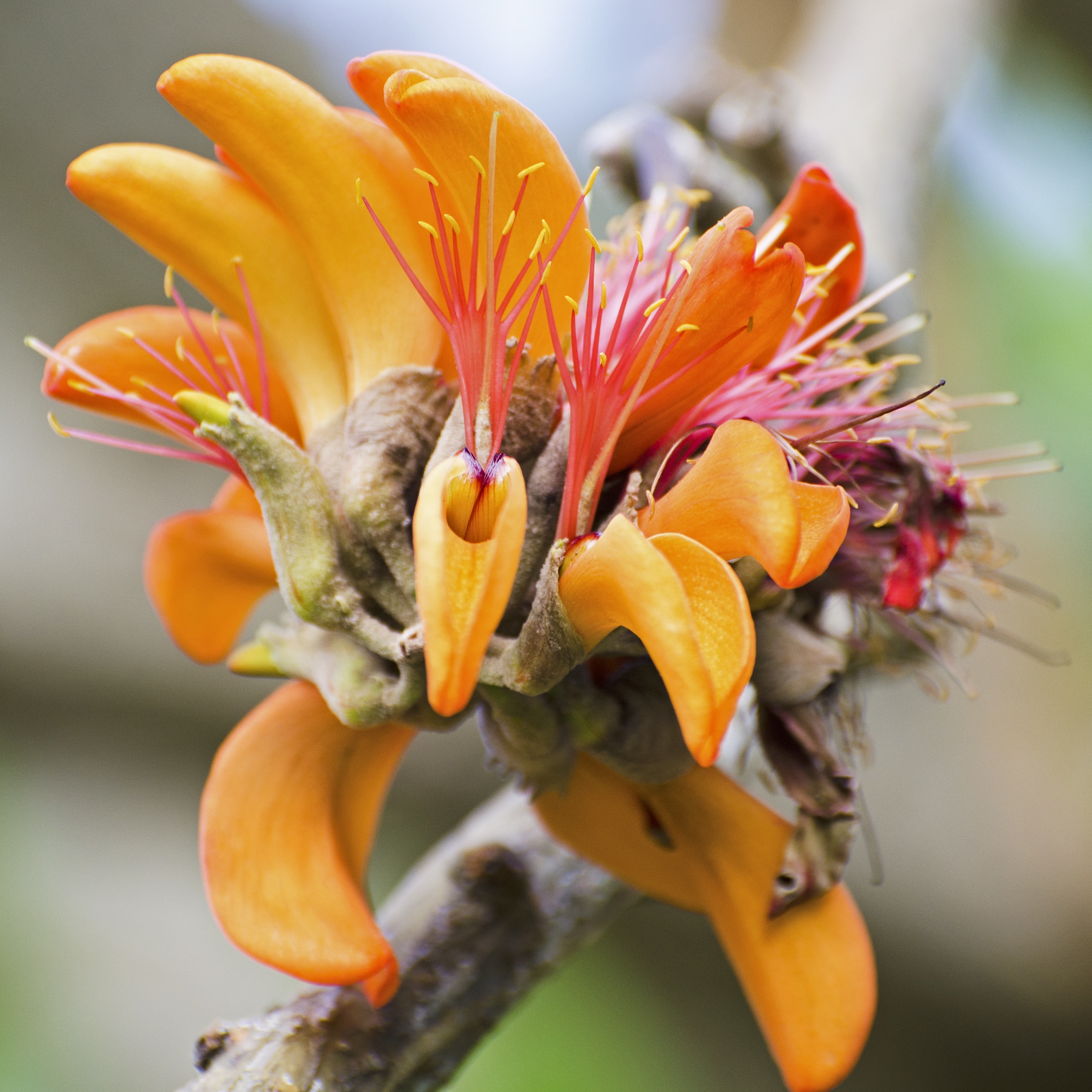 Wiliwili tree (Erythrina sandwicensis) on the island of Hawaii.