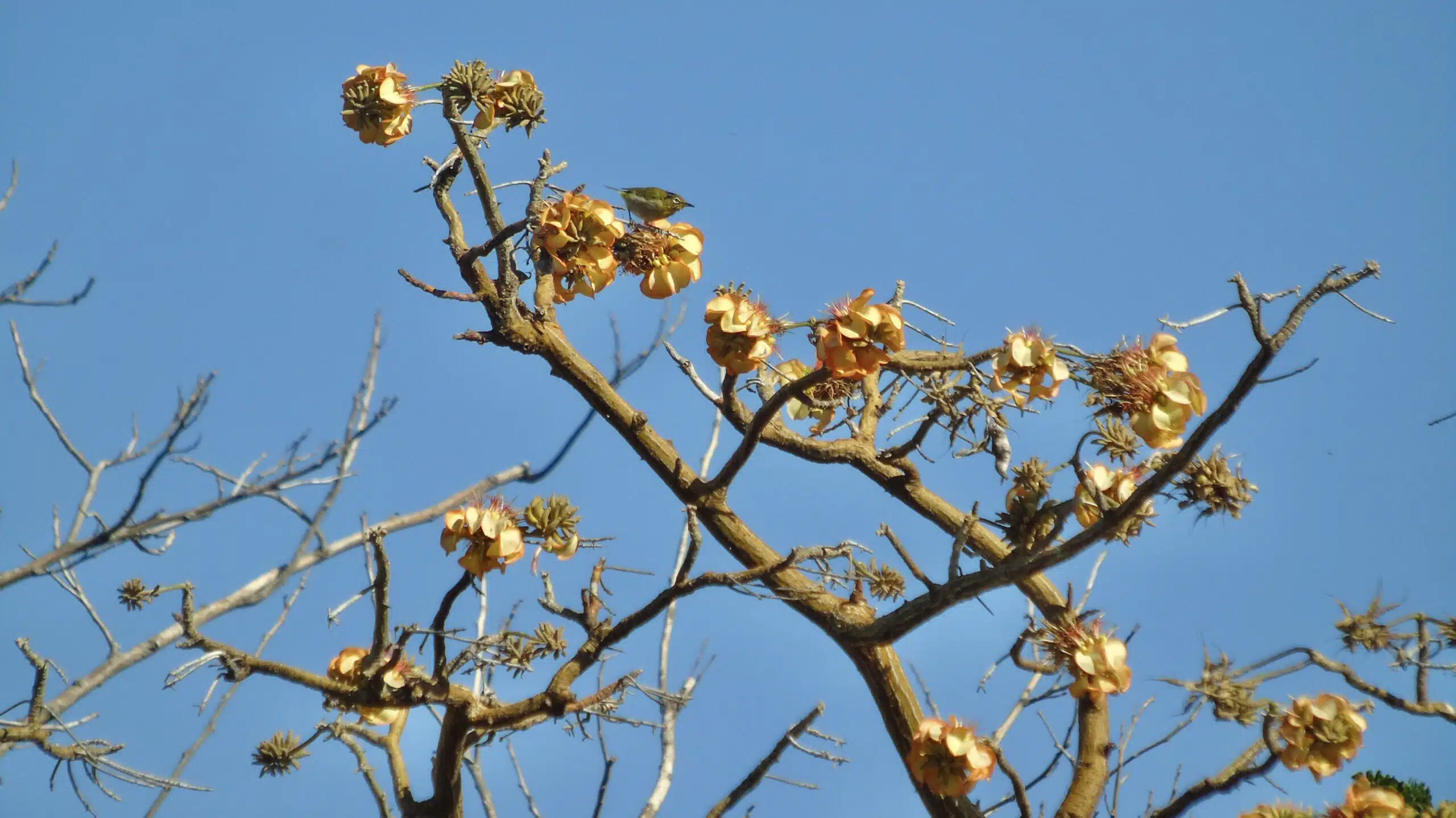 Wiliwili tree (Erythrina sandwicensis) on the island of Maui, Hawaii.