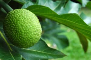 A tropical fruit tree in a Hawaiian garden, the large green-leafed Artocarpus altilis, also called Breadfruit.