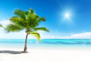 Paradise Coconut tree (Cocos nucifera), also known as Niu, in Hawaii.