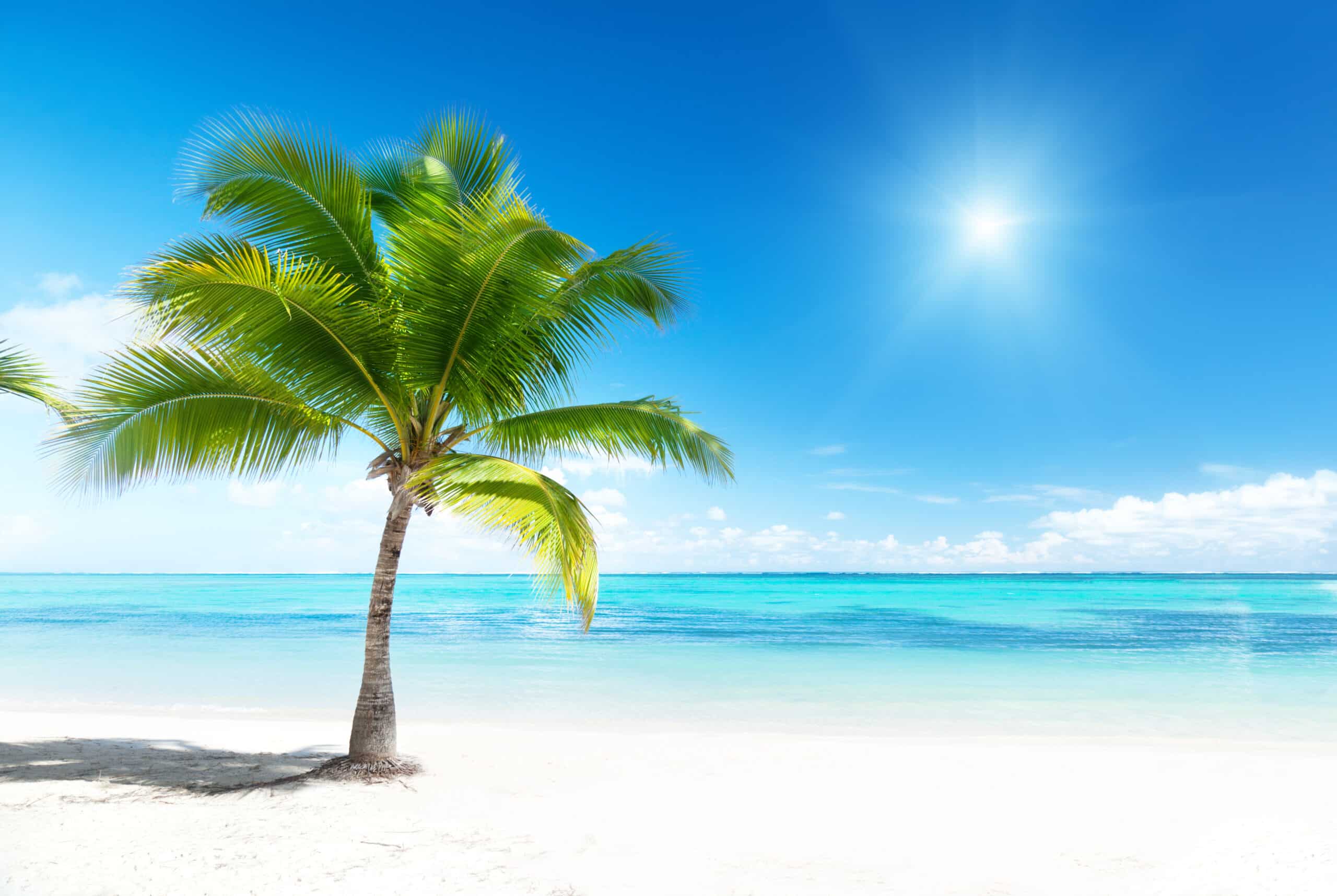 Paradise Coconut tree (Cocos nucifera), also known as Niu, in Hawaii.