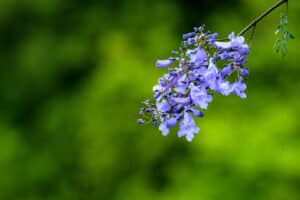 Purple flowers blooming on a Jacaranda tree in Hawaii, a true tropical beauty.