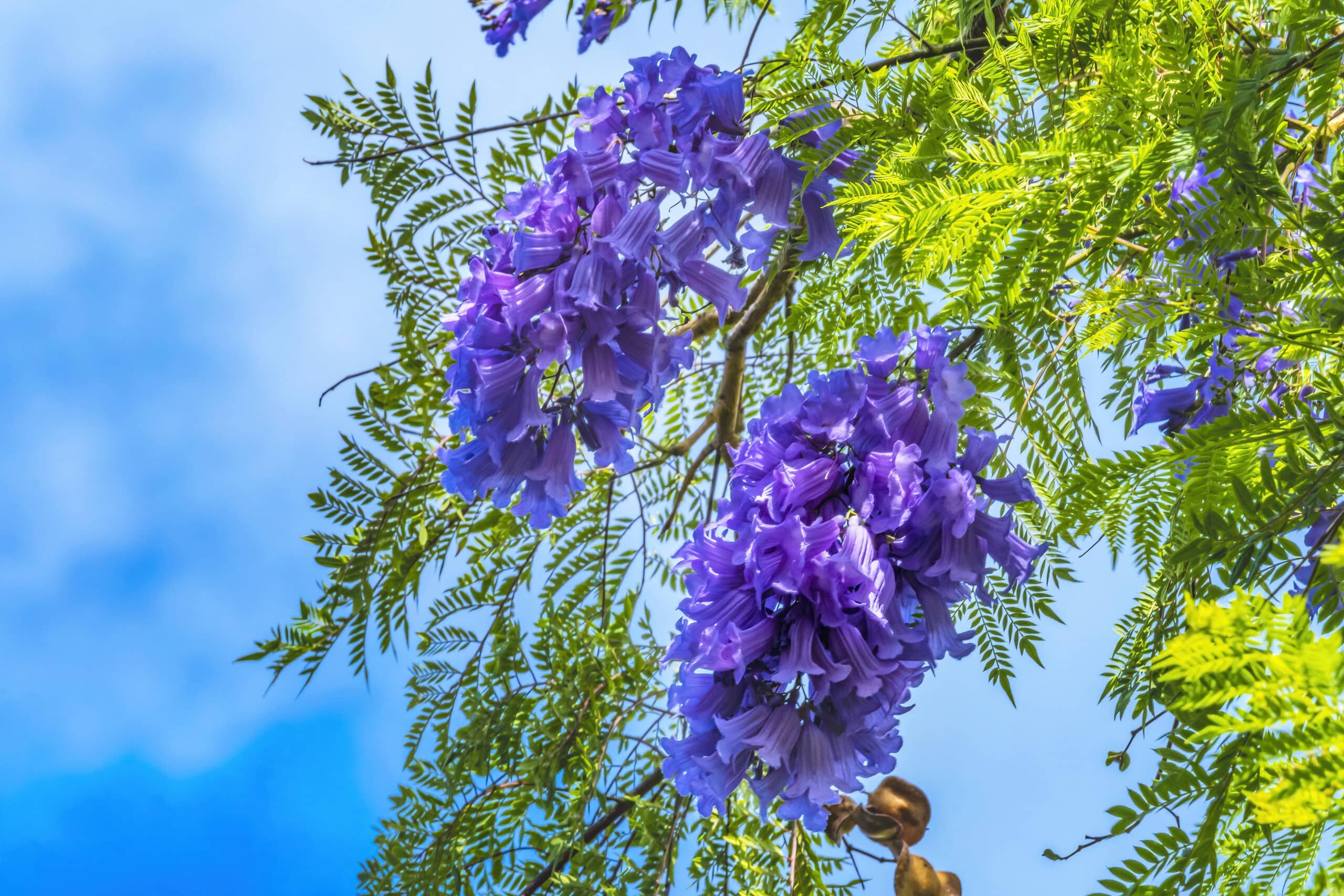 Flowering Trees, Colorful blue Jacaranda flowers in Waikiki, Honolulu, Hawaii.