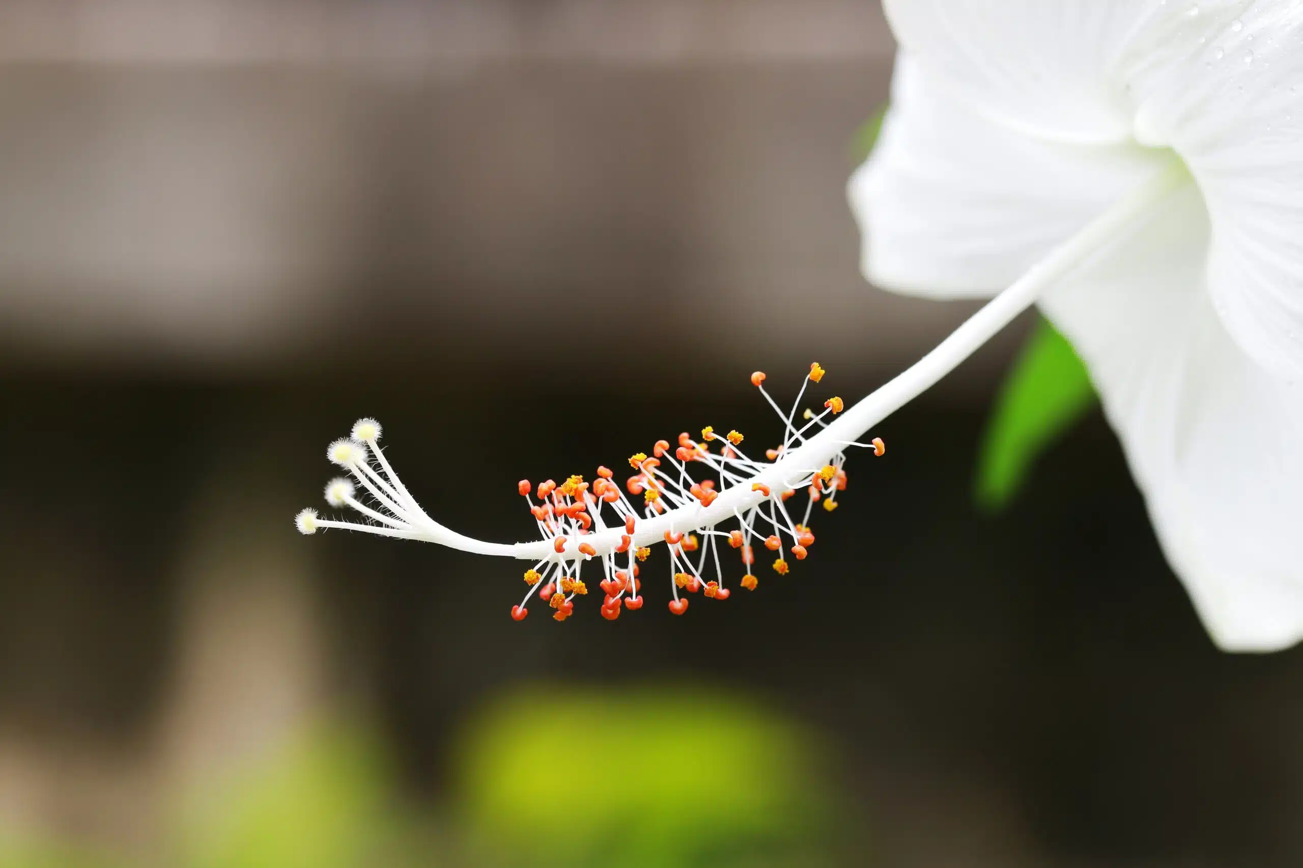Koki'o ke'oke'o - White Hibiscus arnottianus Flower Originating in Hawaii.