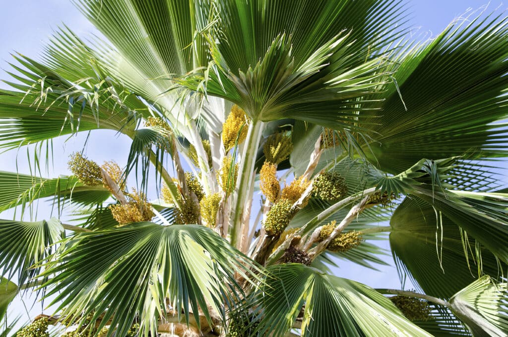 Loulu (Pritchardia pacifica) with fan-shaped leaves, Hawaii, USA.