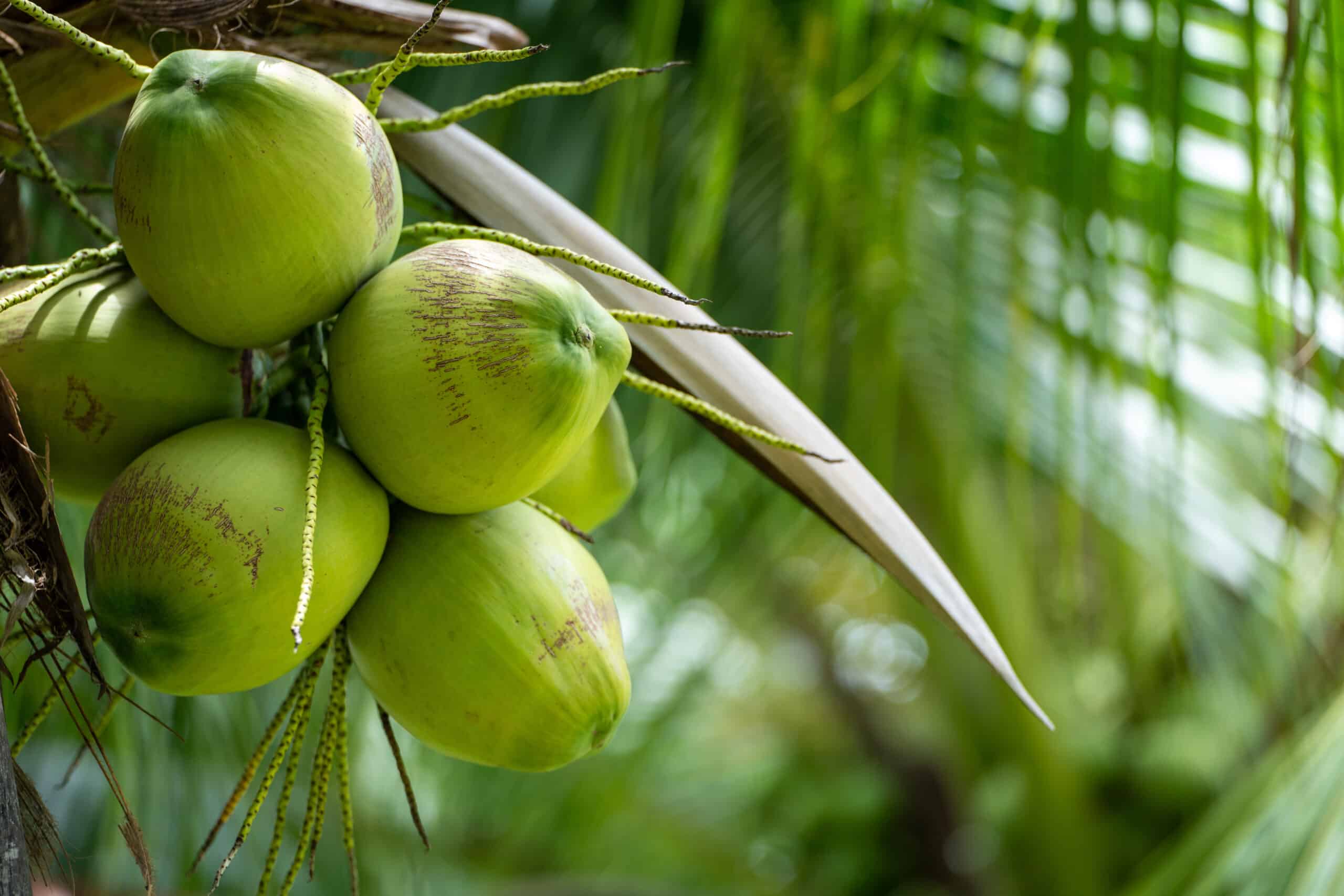 Niu – Cocos nucifera – Coconut Tree.