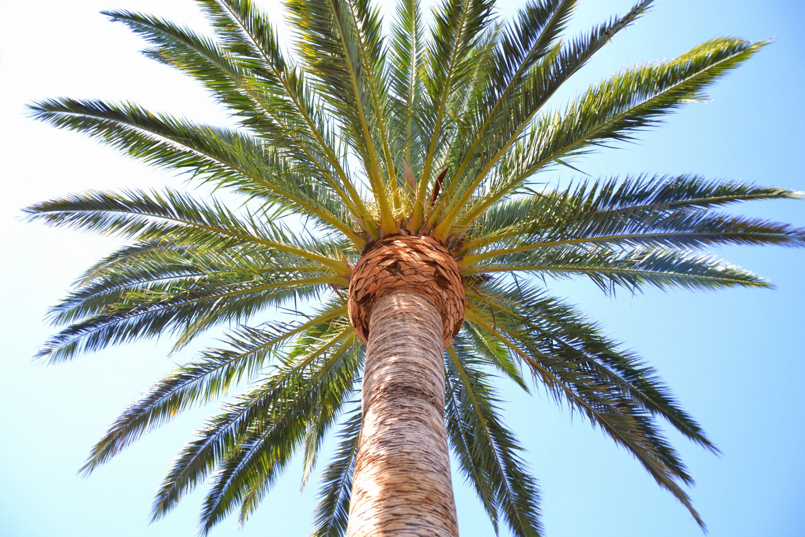 Coconut Palm tree.