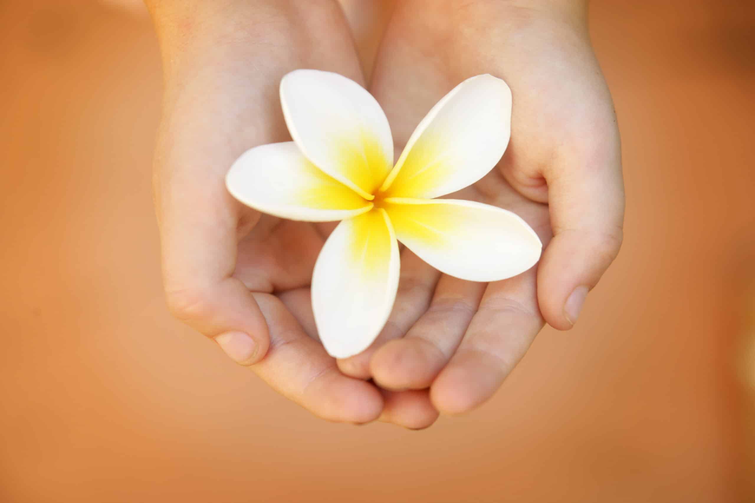 A young child holding a white plumeria flower.