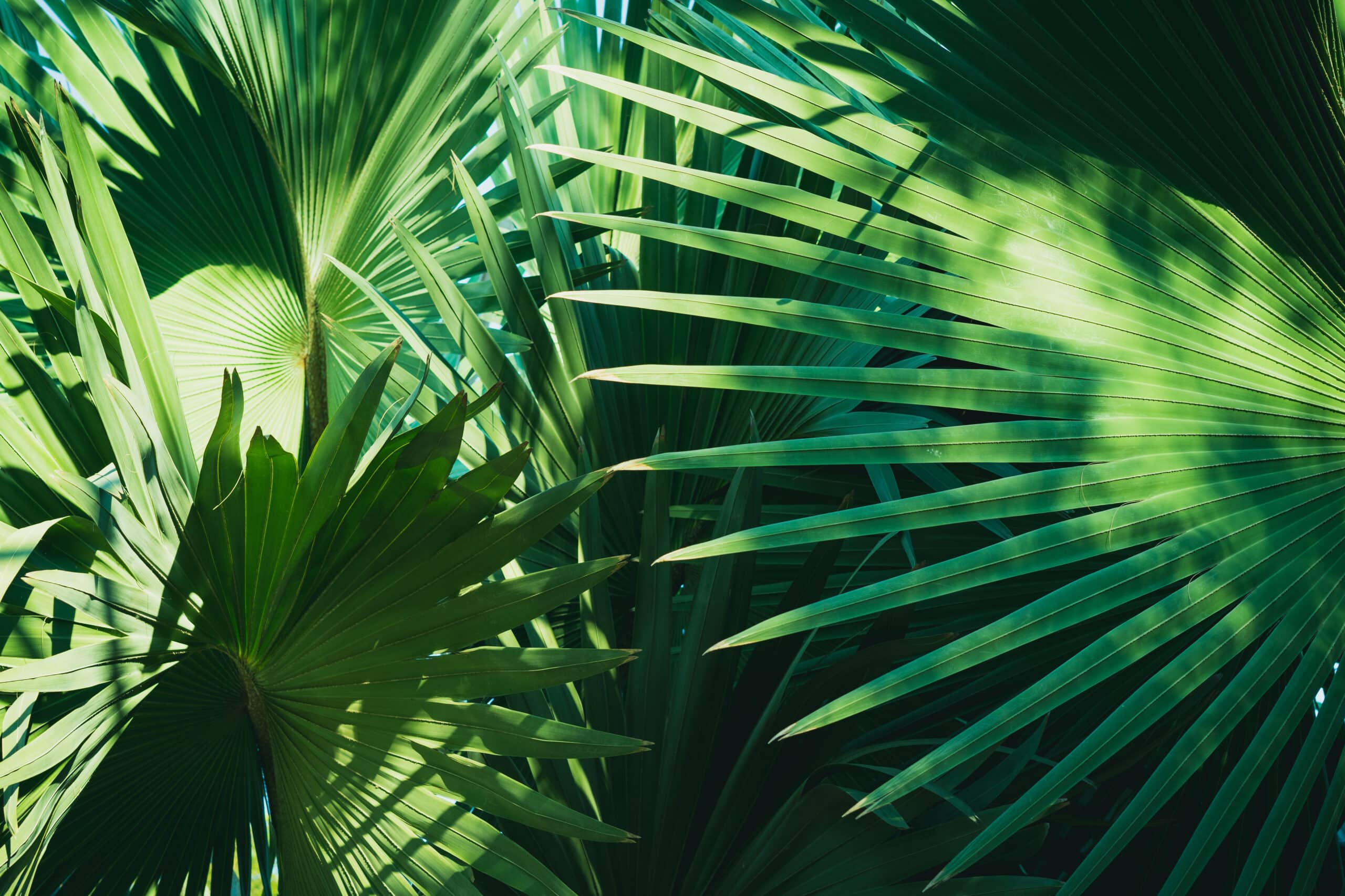 Loulu (Pritchardia pacifica) with vibrant green leaves.